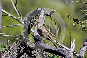 Red Shafted Flicker Woodpecker, Turtle Bay, Redding, CA, USA